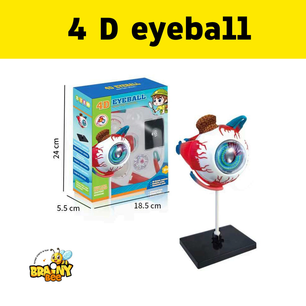 4D Eyeball Model