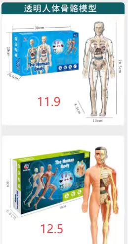 Human Body Model Set