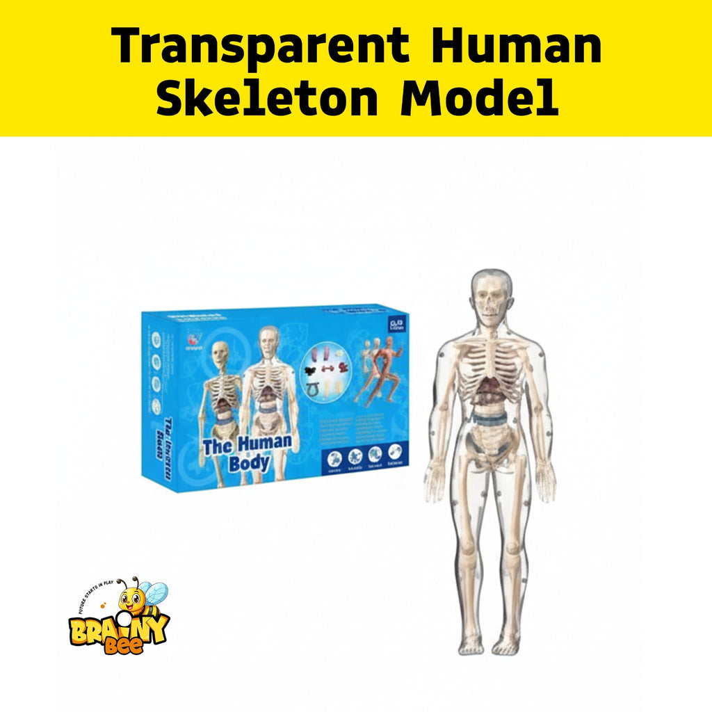 Human Body Model Set