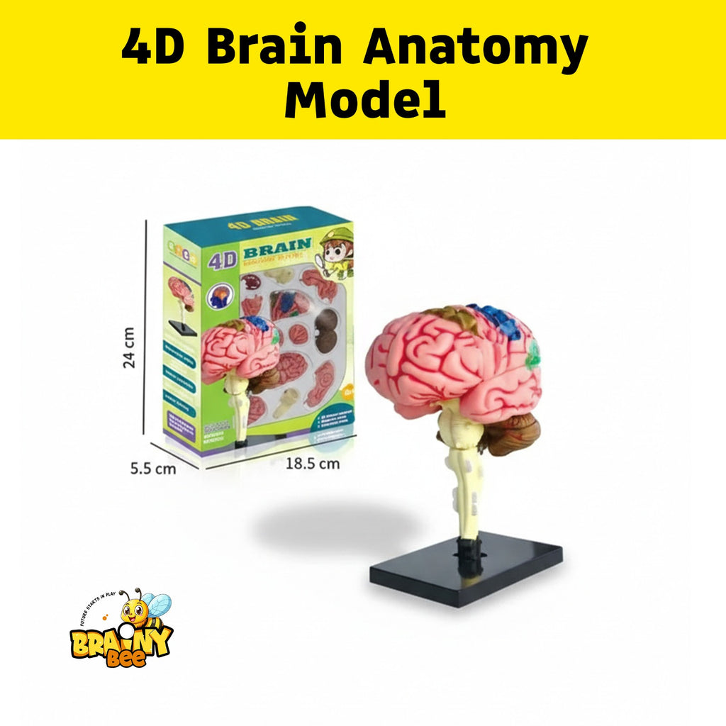 4D Brain Model