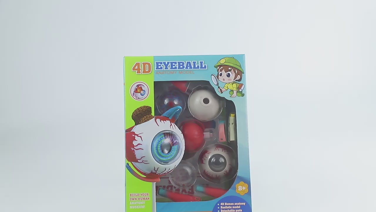 4D Eyeball Model