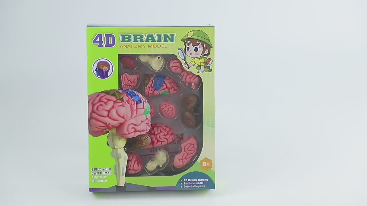 4D Brain Model